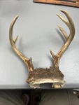 Wild 7 Point Whitetail Deer Buck Antler Rack Horn Skull Plate Decor East Tn.. Fixed Price $32.50.