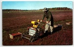 Postcard Ocean Spray Cranberry Harvest Cape Cod Hanson Massachusetts Unp. Fixed Price $7.25.
