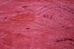 Cannon Velvet Plush Throw Blanket 50 X 60 In Red. Fixed Price $11.23.