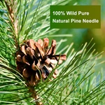 Organic Eastern White Pine Needle Tea Bags Fresh Improve Sleeping. Fixed Price $13.29.