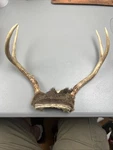 Wild 4 Point Whitetail Deer Buck Antler Rack Horn Skull Plate Decor East Tn.. Fixed Price $32.50.