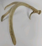 Whitetail Deer Shed Horns Antlers East Tennessee Cabin Decor. Fixed Price $25.00.
