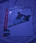 Lazy Cat Car Window Decal. Fixed Price $10.00.
