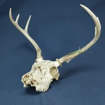 Vintage 6 Point North East American Whitetail Deer Antlers Horns Skull. Fixed Price $22.50.
