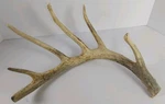Whitetail Deer Cut Horns Antlers East Tennessee Cabin Decor. Fixed Price $20.00.